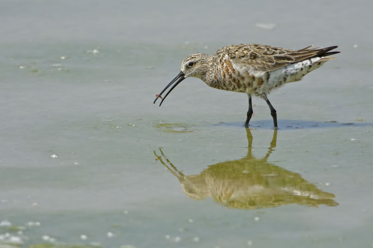 Piovanello pancianera (Calidris alpina)